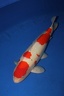 IMG 5243