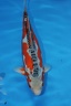 Interkoi 2008