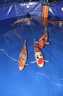 IMG 4336