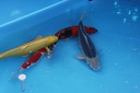IMG 7456
