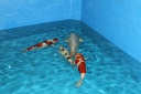 IMG 5241