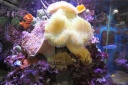 Aquatechnobeliens