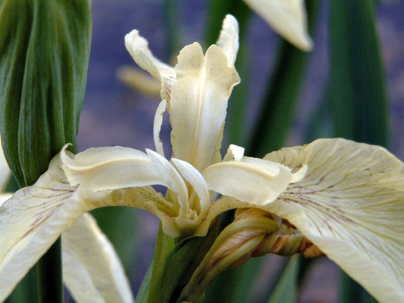 Iris pseudacorus pale