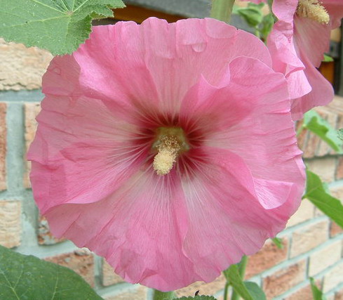 Tremiere rose