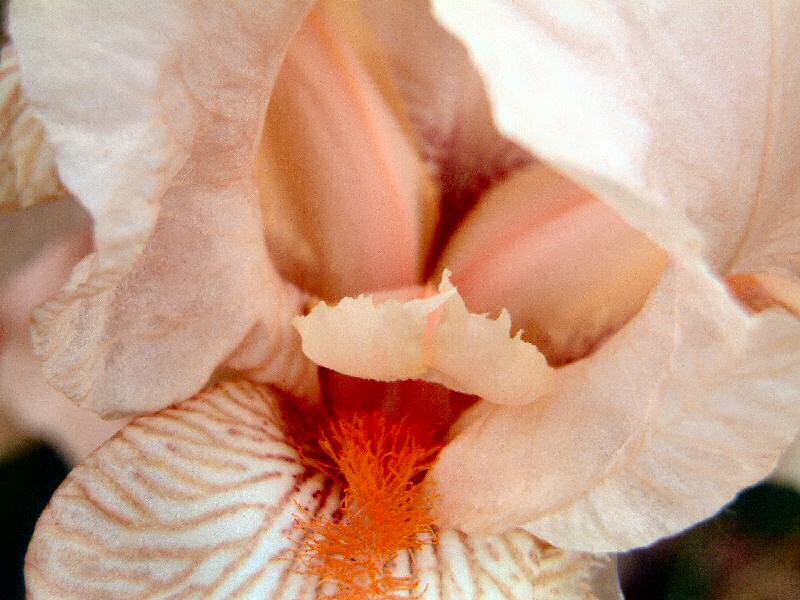 iris rose