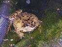 grenouille rousse 01
