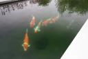 IMG 9982