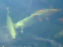 A2001 0829AG