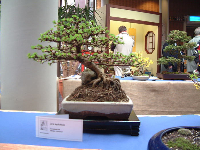 bonsai 0019
