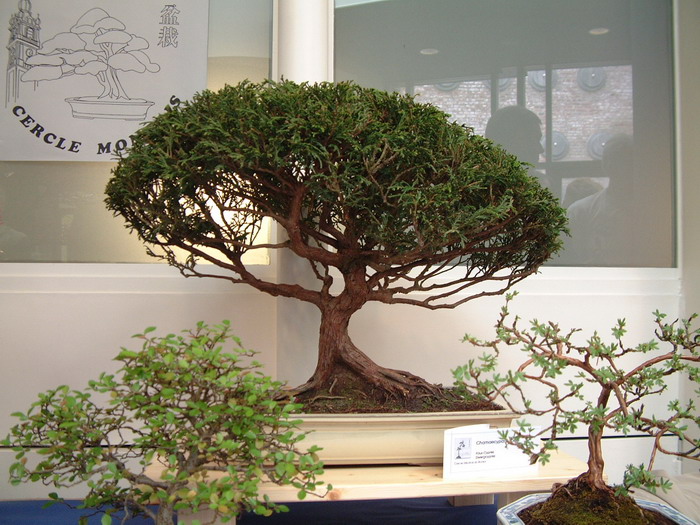 bonsai 0021