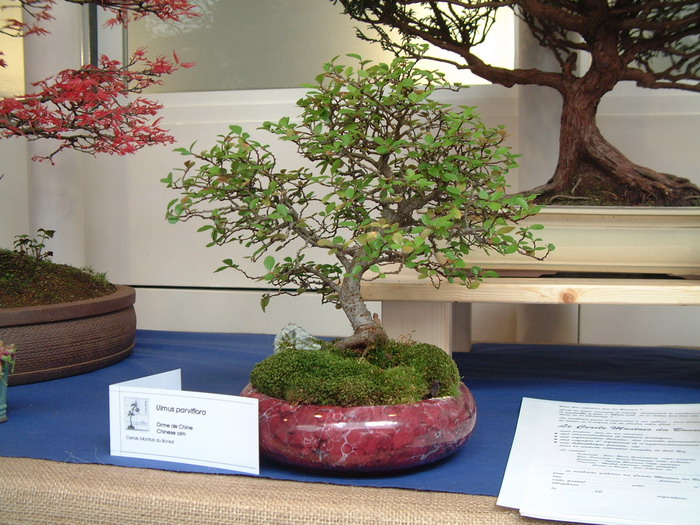 bonsai 0022