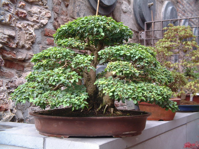 bonsai 0052
