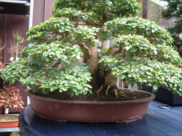 bonsai 0054