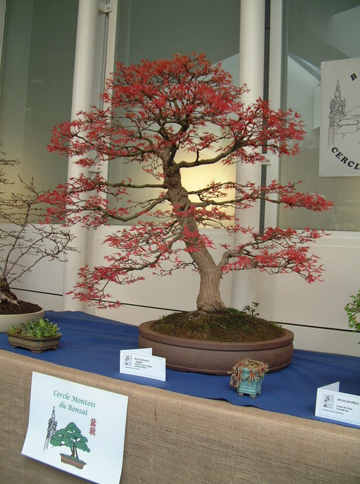 bonsai 0069