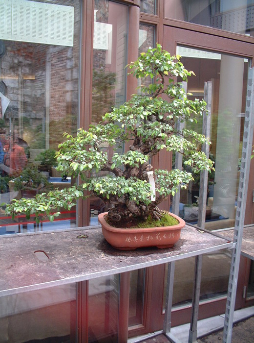 bonsai 0071