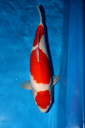 kohaku love queen 57 cm