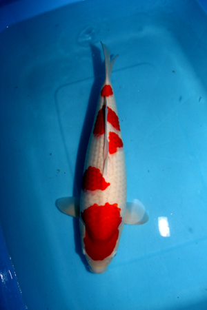 kohaku NEW SYMBOL 53 CM B