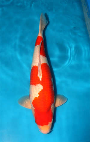 kohaku love symbol 55 cm A