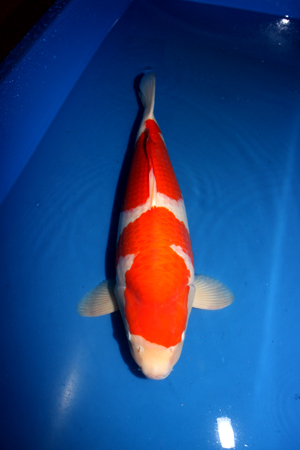 kohaku tomawk 62 cm Bah