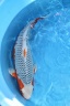 IMG 9474
