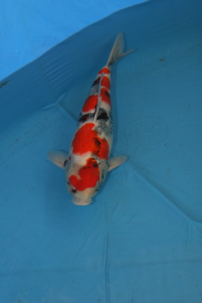 IMG 4737