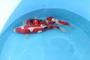 IMG 3518