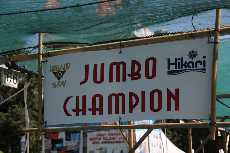 jumbo champion 