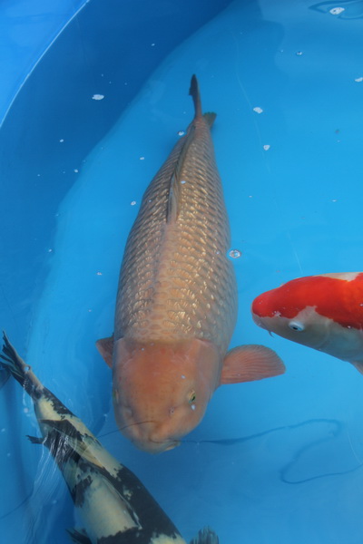 Grand Champion B Holland koi show 2012