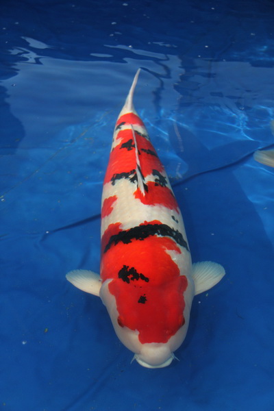 Grand champion Holland koi show 2012