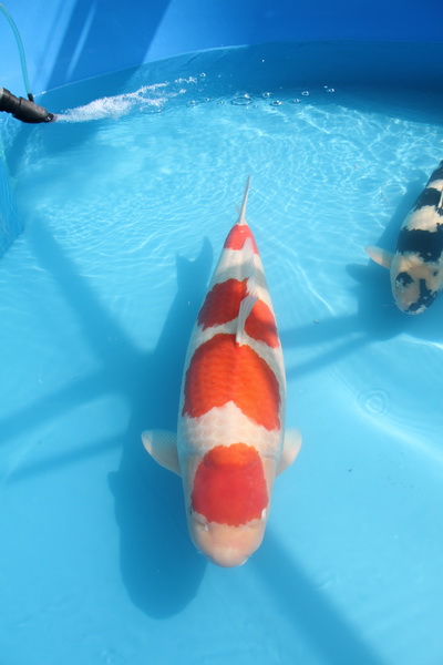 Supreme Champion Holland koi show 2012