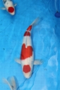 Belgian ZNA koi show 2011
