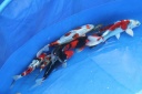Belgian ZNA koi show 2012