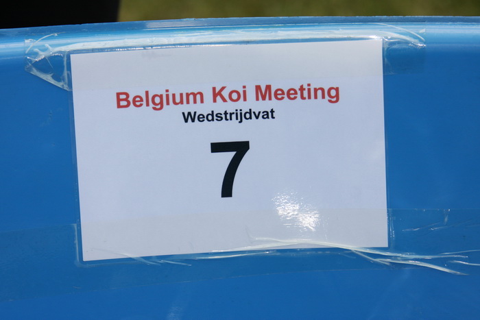 Belgium koi meeting 2008 0057