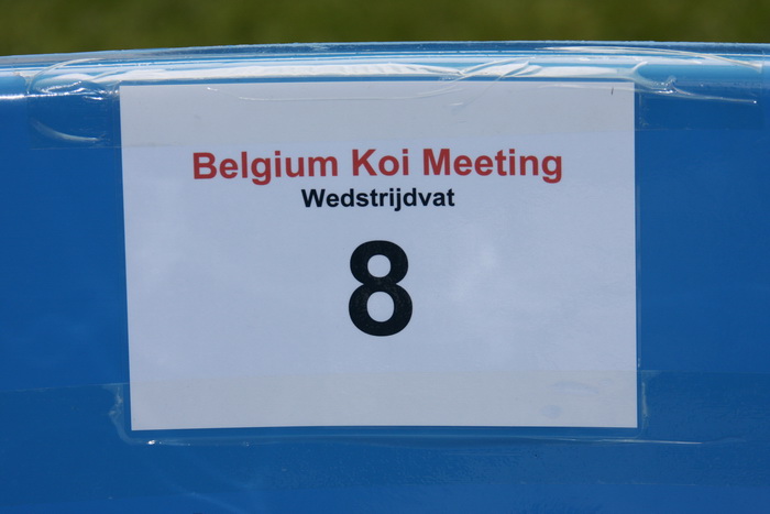 Belgium koi meeting 2008 0061