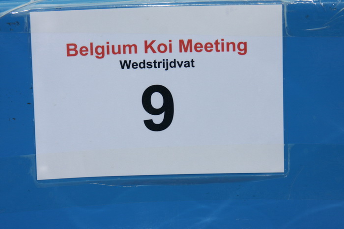 Belgium koi meeting 2008 0073