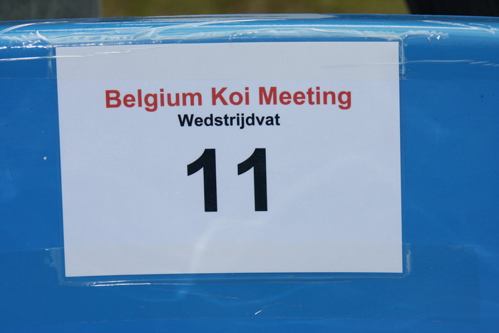 Belgium koi meeting 2008 0094