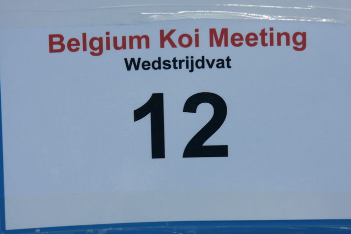 Belgium koi meeting 2008 0104