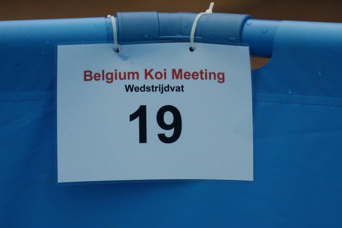 Belgium koi meeting 2008 0346