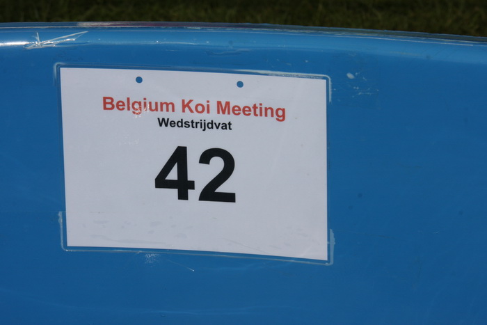 Belgium koi meeting 2008 0519