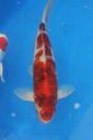 Belgium koi meeting 2008 0003