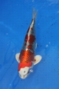 Belgium koi meeting 2008 0005