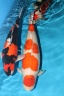 koi2000 2013