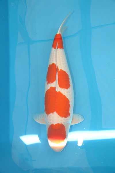 Shinkoikai 2012 koi 2000