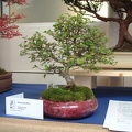 bonsai_0022.JPG
