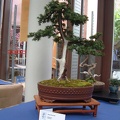 bonsai_0062.JPG