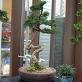 bonsai_0063.JPG