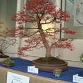 bonsai_0069.JPG