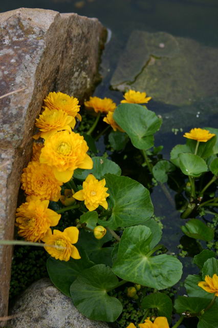 Caltha palustris Multiplex