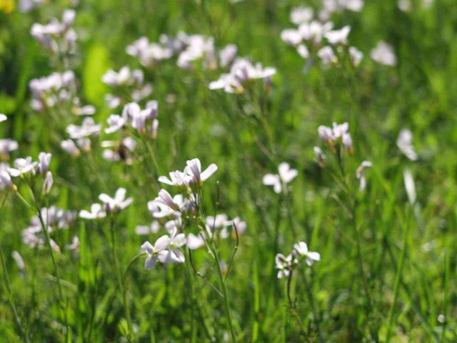 Cardamina pratensis