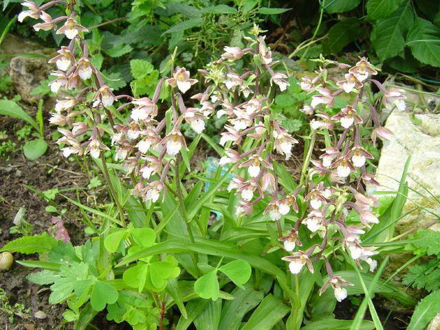 Epipactis palustris